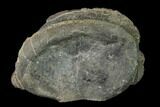 Fossil Plesiosaur (Cryptoclidus) Vertebra - England #136752-1
